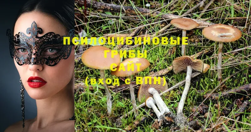 Псилоцибиновые грибы MAGIC MUSHROOMS  Димитровград 